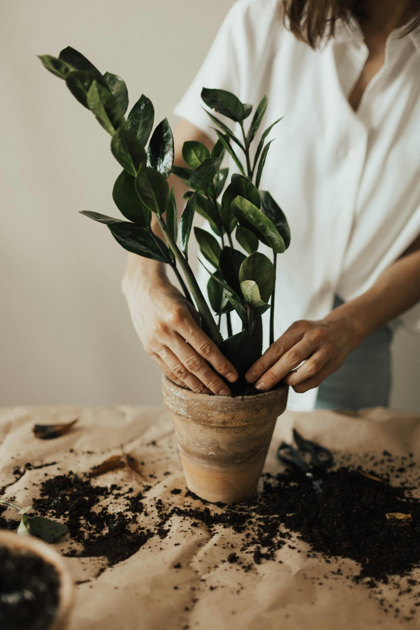 person potting a plant